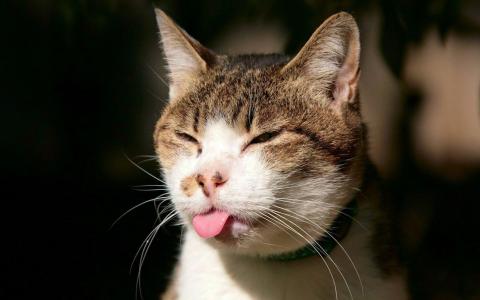 领子，猫显示舌头