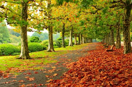 秋天，公园，路，树，长凳，景观