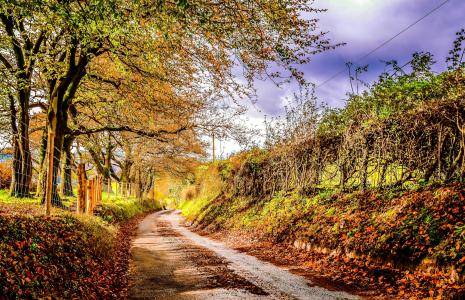 秋天，道路，树木，篱笆，景观
