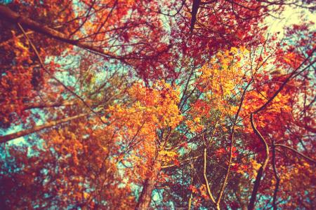 金色，分支机构，树木，叶子，秋天