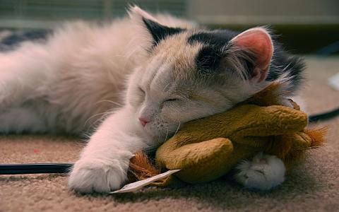 猫在睡觉，毛绒玩具