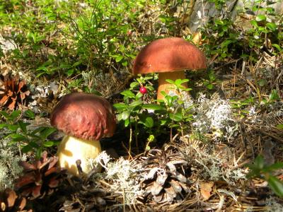 蘑菇，牛肝菌，银耳，锥，蔓越莓