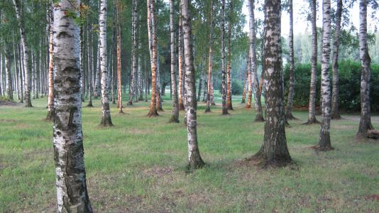 桦树，Sosnovka公园，彼得