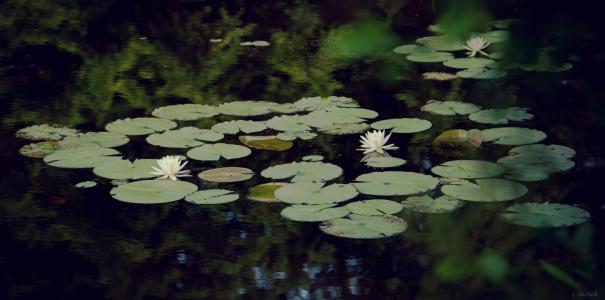 水，池塘，睡莲，鲜花