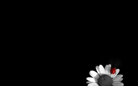 黑色的背景，雏菊，瓢虫