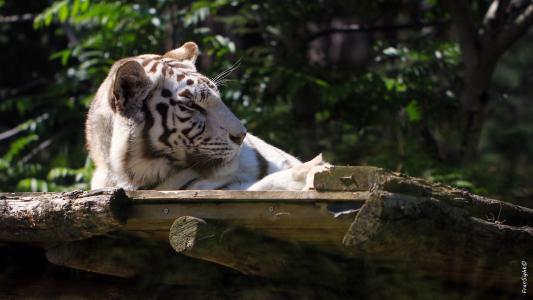 白虎，老虎，野猫，捕食者，枪口，休息，动物园