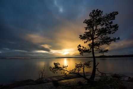 瑞典，瑞典，湖，日落，树