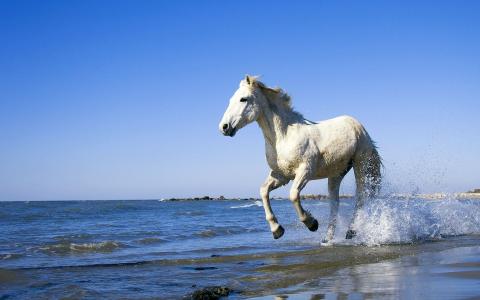 马，湿，水，喷雾，白色，泉水