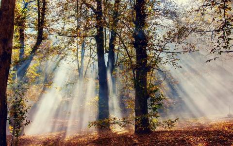 森林，秋天，太阳的光芒