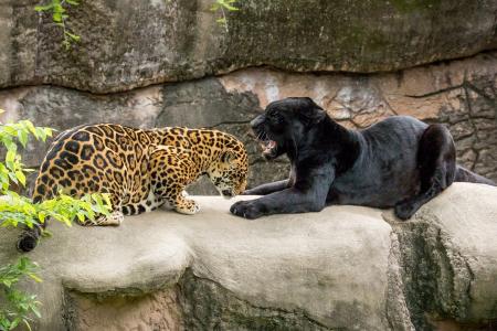 黑色捷豹，捷豹，豹，美洲虎，野猫，掠食者，情侣，露齿而笑，恩典，动物园