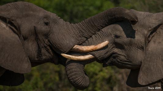 大象，一对，树干，t牙