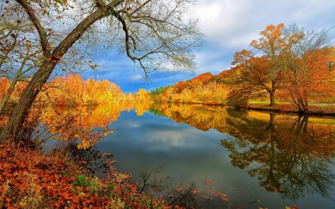 秋天的树叶，湖，树，自然，美丽