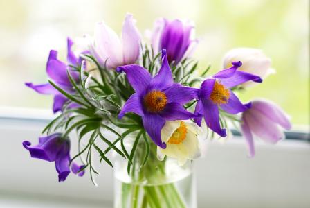 pulsatќlla，腰痛，紫色，鲜花
