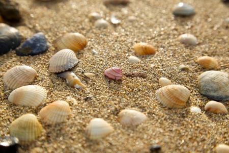 贝壳，沙子，宏观