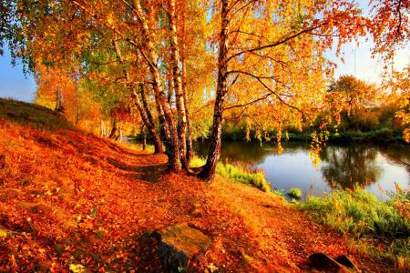 桦树，性质，秋季，河，树，叶子