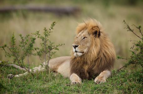 狮子，野兽之王，鬃毛