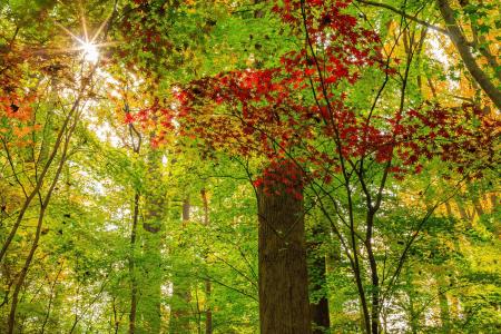 秋天，树木，森林，光线，叶子，太阳，秋天