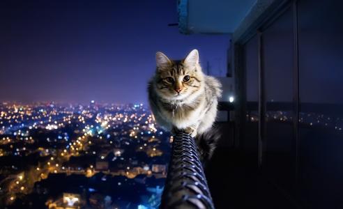 猫，栏杆，阳台，城市，灯光