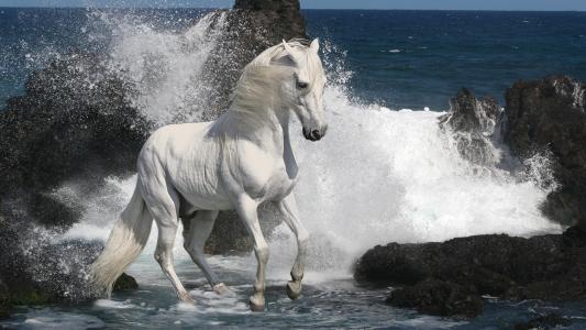 石头，海，马，种马，灰色，马，白色