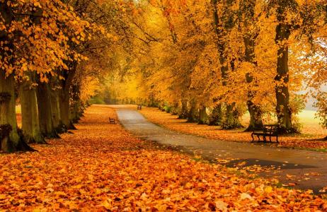 秋天，树木，叶子，叶子，长椅，长凳，金色的秋天