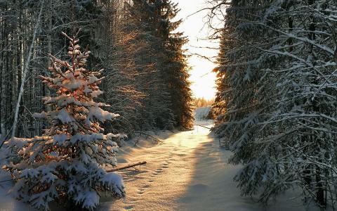 冬天，树，雪，射线