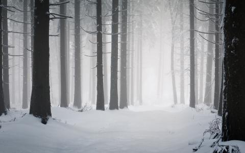 冬季自然，雪，霜，冷，森林，树木，道路