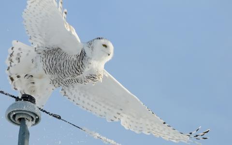 雪，圈，猫头鹰，白色，电线，鸟