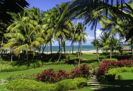 圣胡安，波多黎各，海边，棕榈树，沙滩