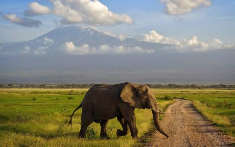 非洲，肯尼亚，安博塞利，大象，萨凡纳，森林，乞力马扎罗山