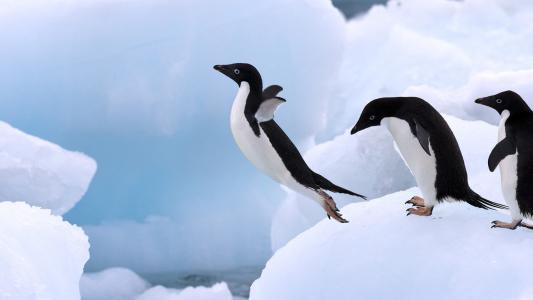 企鹅跳跃，冰川