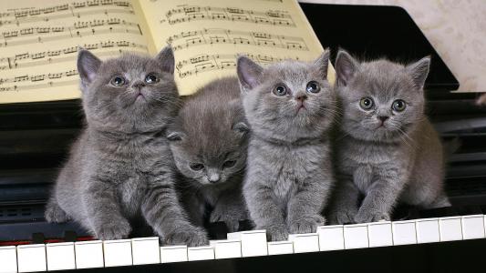 小猫，英国人，音乐家