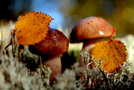 性质，蘑菇，秋季，青苔，二重奏，叶子