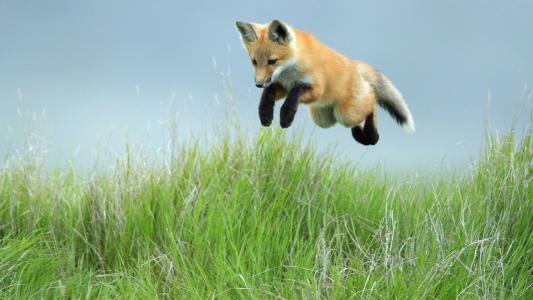 跳，狐狸，草