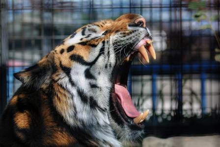 老虎，野猫，捕食者，枪口，打哈欠，嘴巴，f牙，舌头，毛皮，动物园