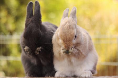 兔子，背景，性质