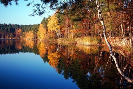银湖，图拉瓦，波兰，湖，秋，树，景观