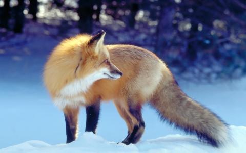 狐狸，丽莎，冬天