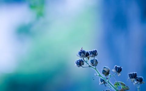 蓝色的花朵，蝴蝶