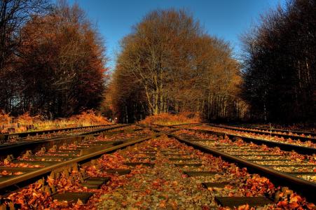 秋天，树木，叶子，叶子，铁路，铁路，路口，路径
