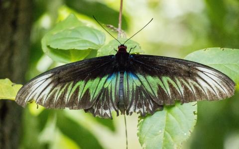 昆虫，性质，动物，绿色，黑色，蝴蝶，叶子，马来西亚