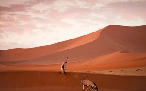 羚羊，oryx，oryx，沙漠，沙子，orix