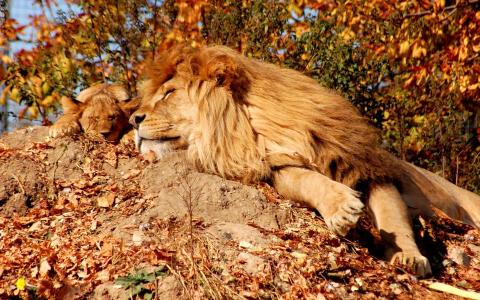 梦想，狮子，休息，鬃毛，狮子