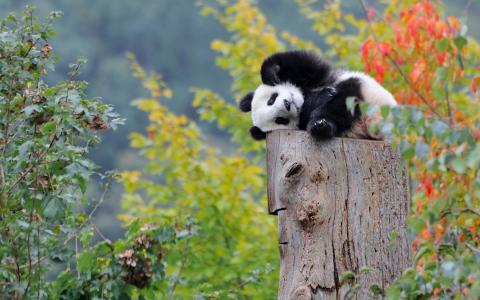 搞笑，熊猫，宏，模糊