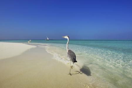 马尔代夫，海，岸，苍鹭