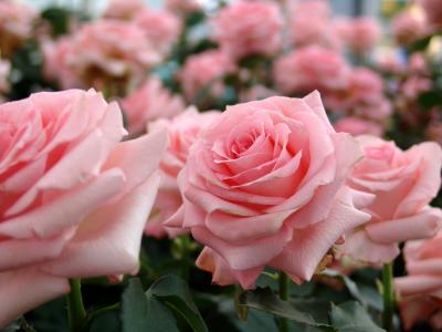 玫瑰，花蕾，柔情