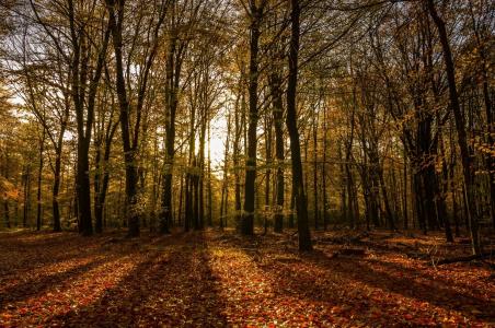 森林，树木，树干，秋，太阳，光线，光