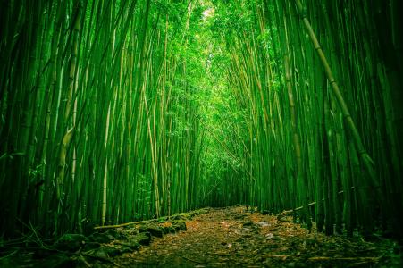 竹林，Haleakala国家公园，毛伊岛，夏威夷