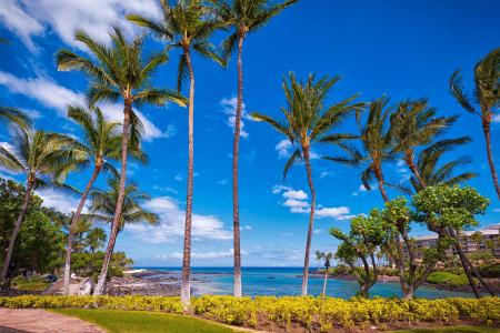 夏威夷，棕榈树，海，景观
