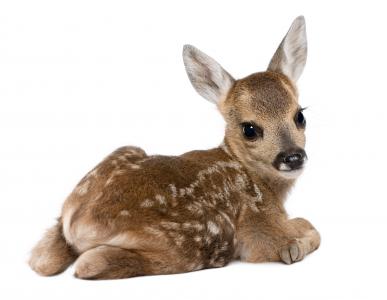 小鹿，年轻，脸，斑点，浅色背景