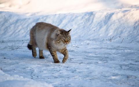 大猫，冬天